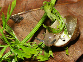 Snail lying on its back eating